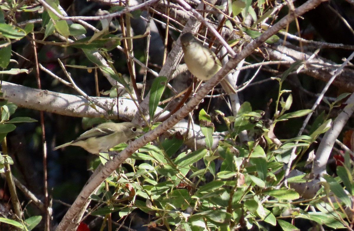 Hutton's Vireo - ML643020555