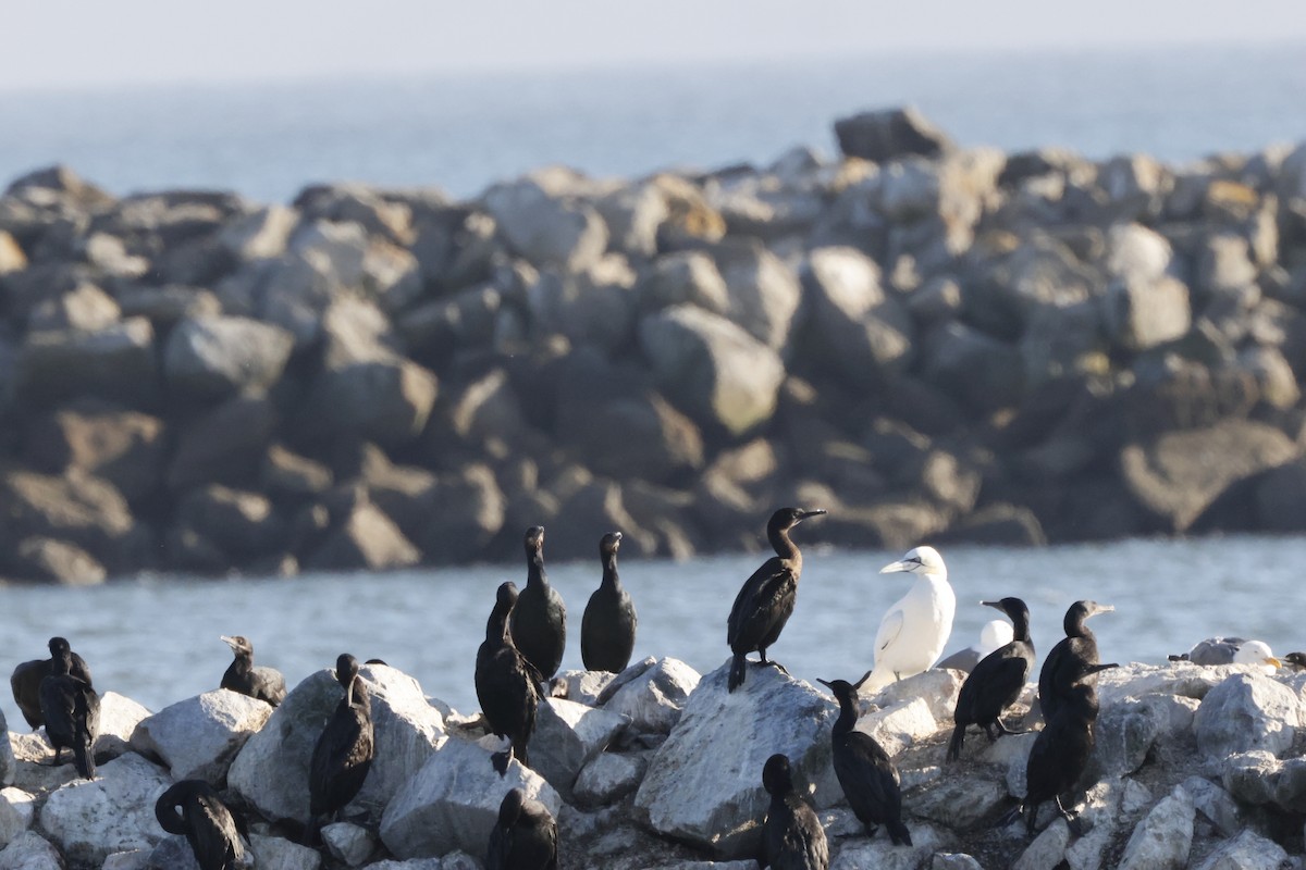 Northern Gannet - ML643020557