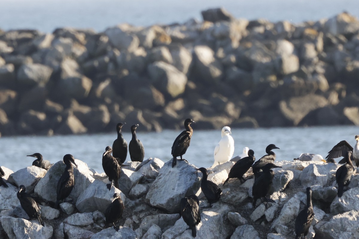 Northern Gannet - ML643020559