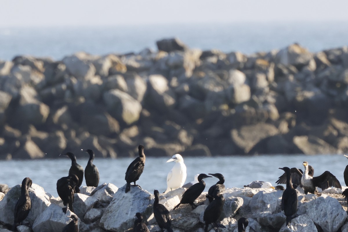 Northern Gannet - ML643020562