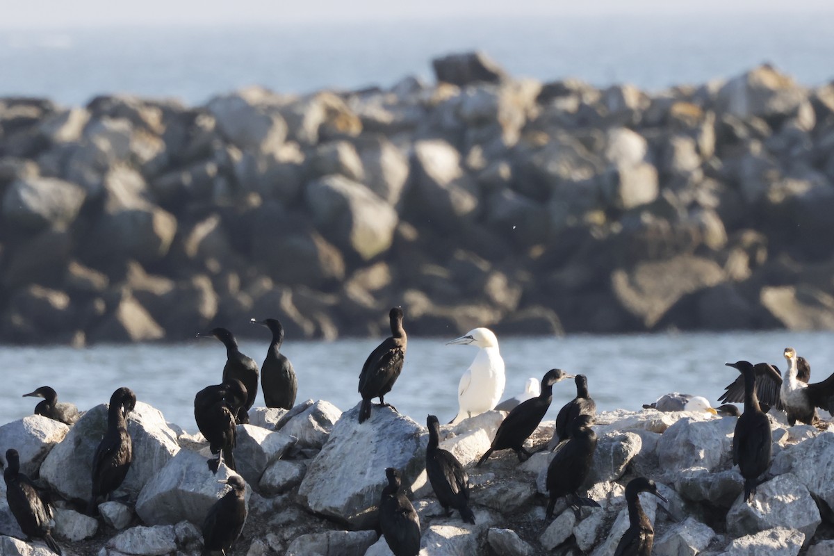 Northern Gannet - ML643020563