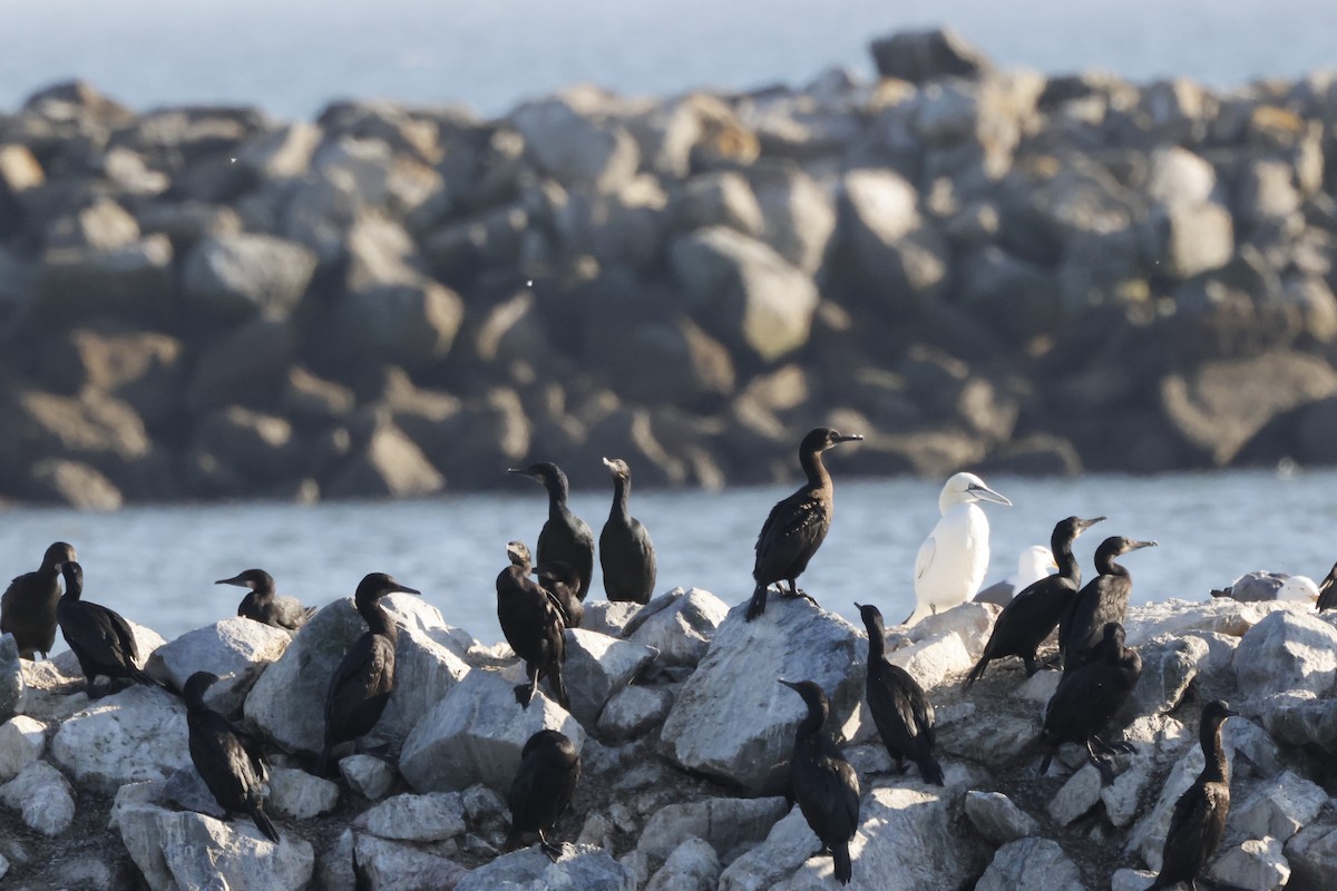 Northern Gannet - ML643020565