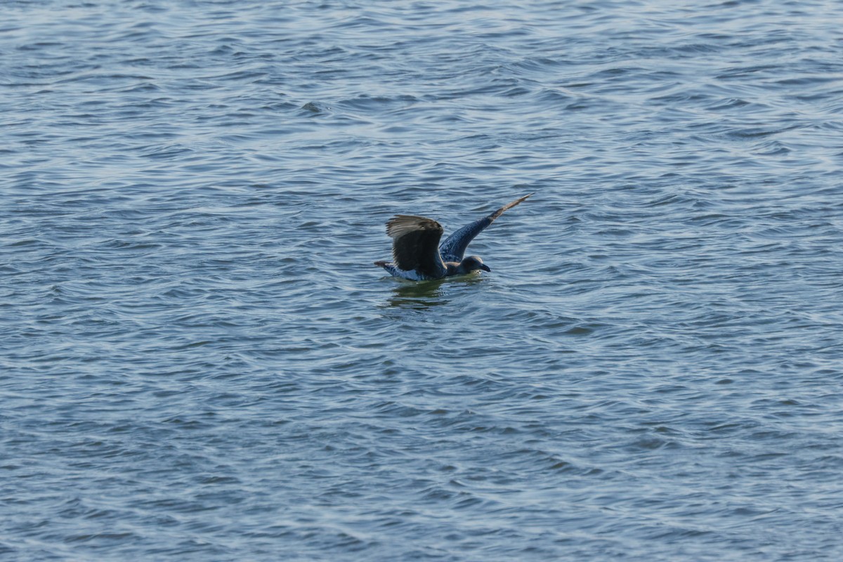 Parasitic Jaeger - ML643020573