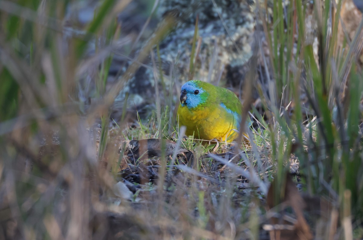 Turquoise Parrot - ML643020575