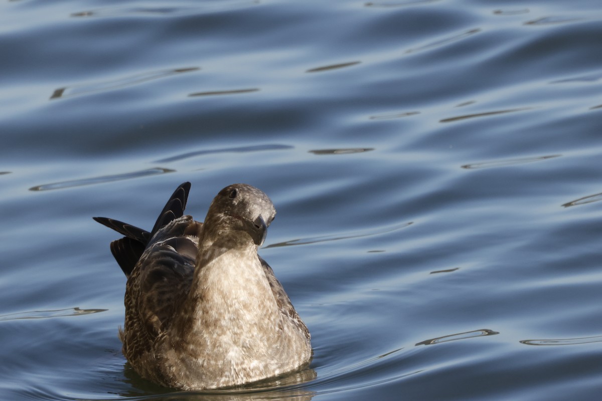 Western Gull - ML643020576