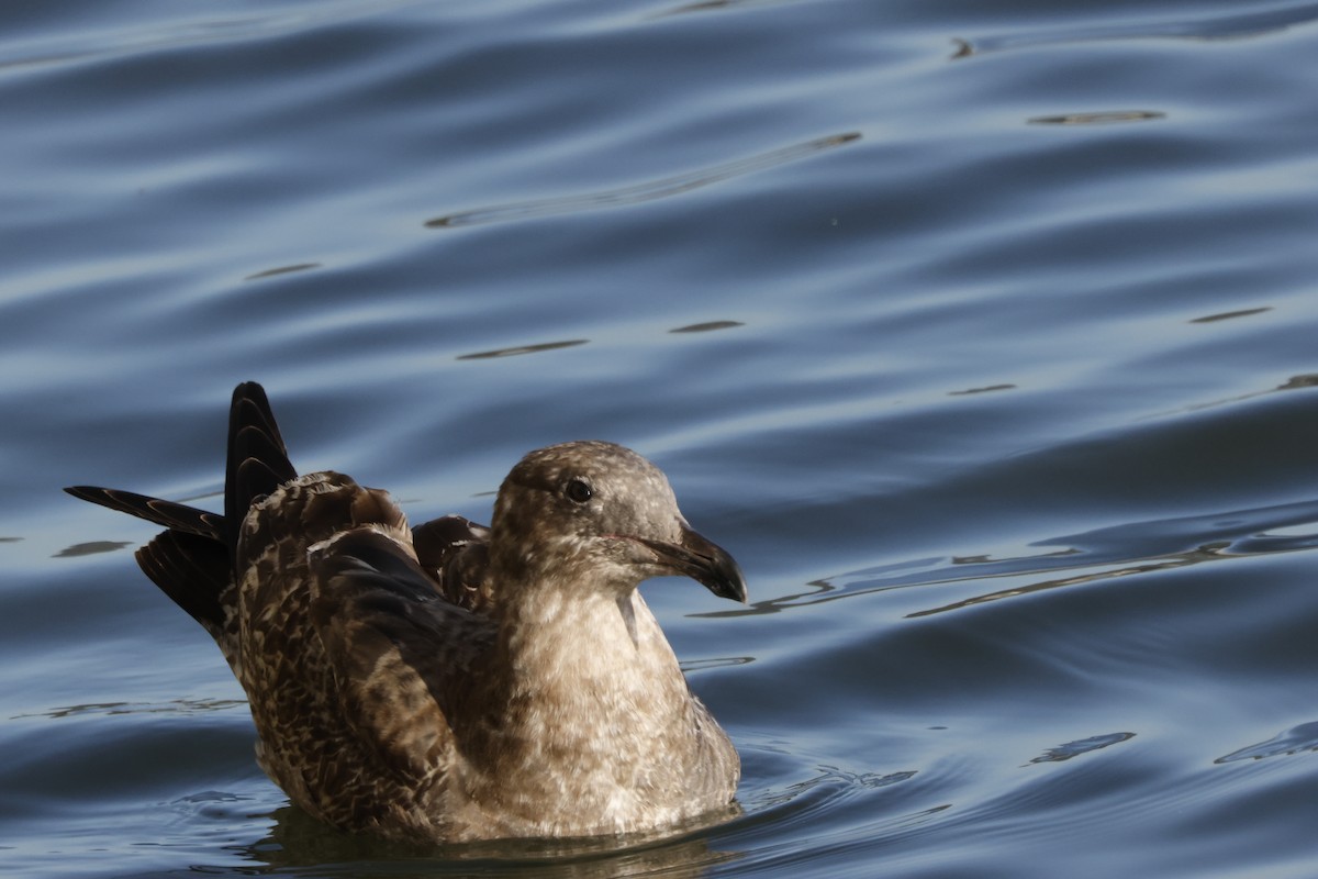 Western Gull - ML643020577
