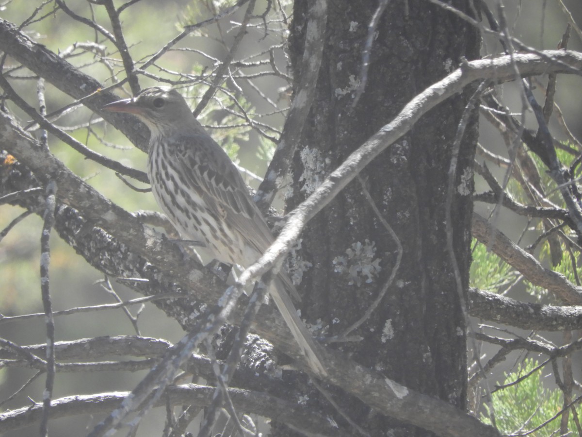 Olive-backed Oriole - ML643020578