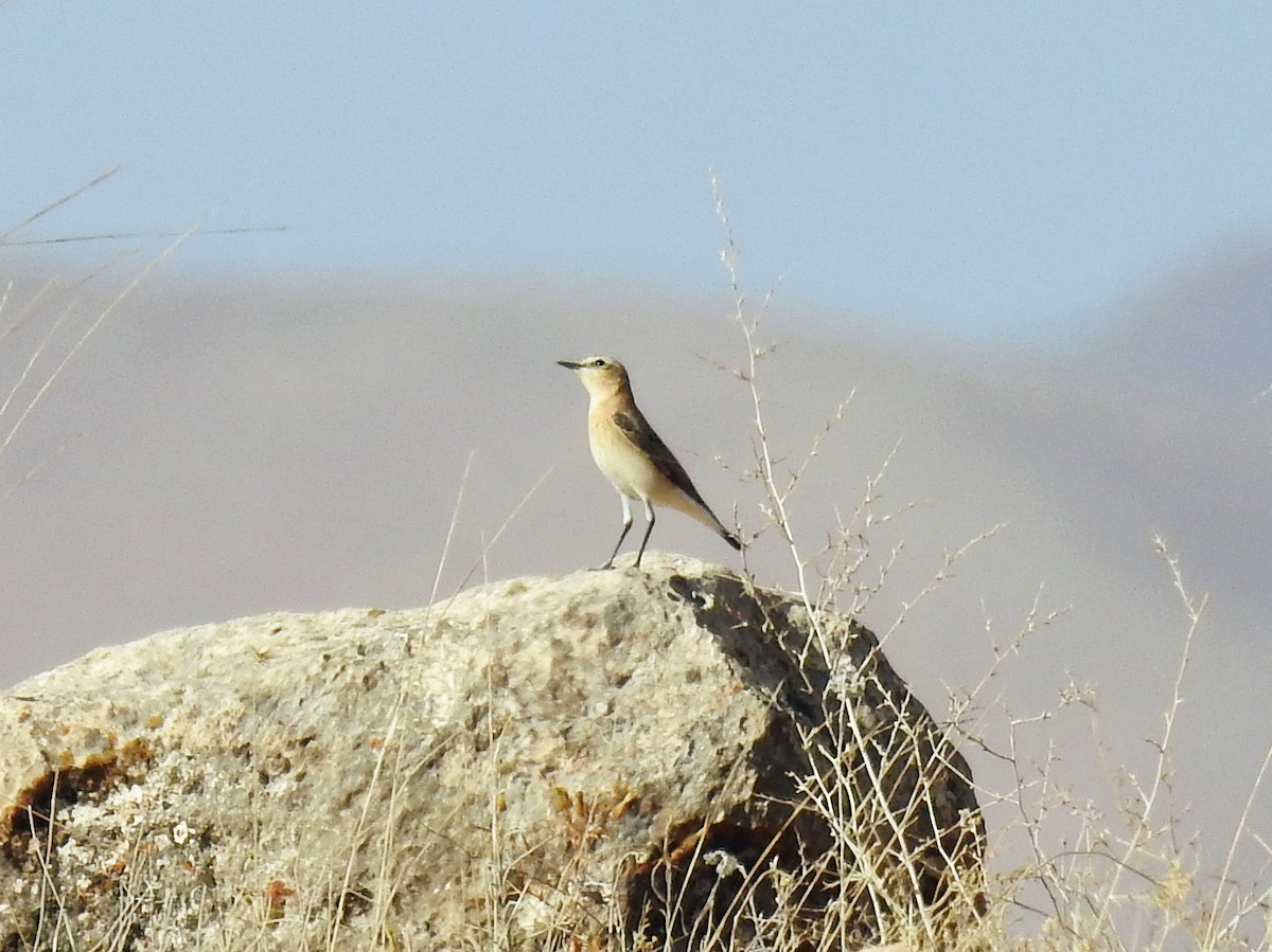 Finsch's Wheatear - ML643020579