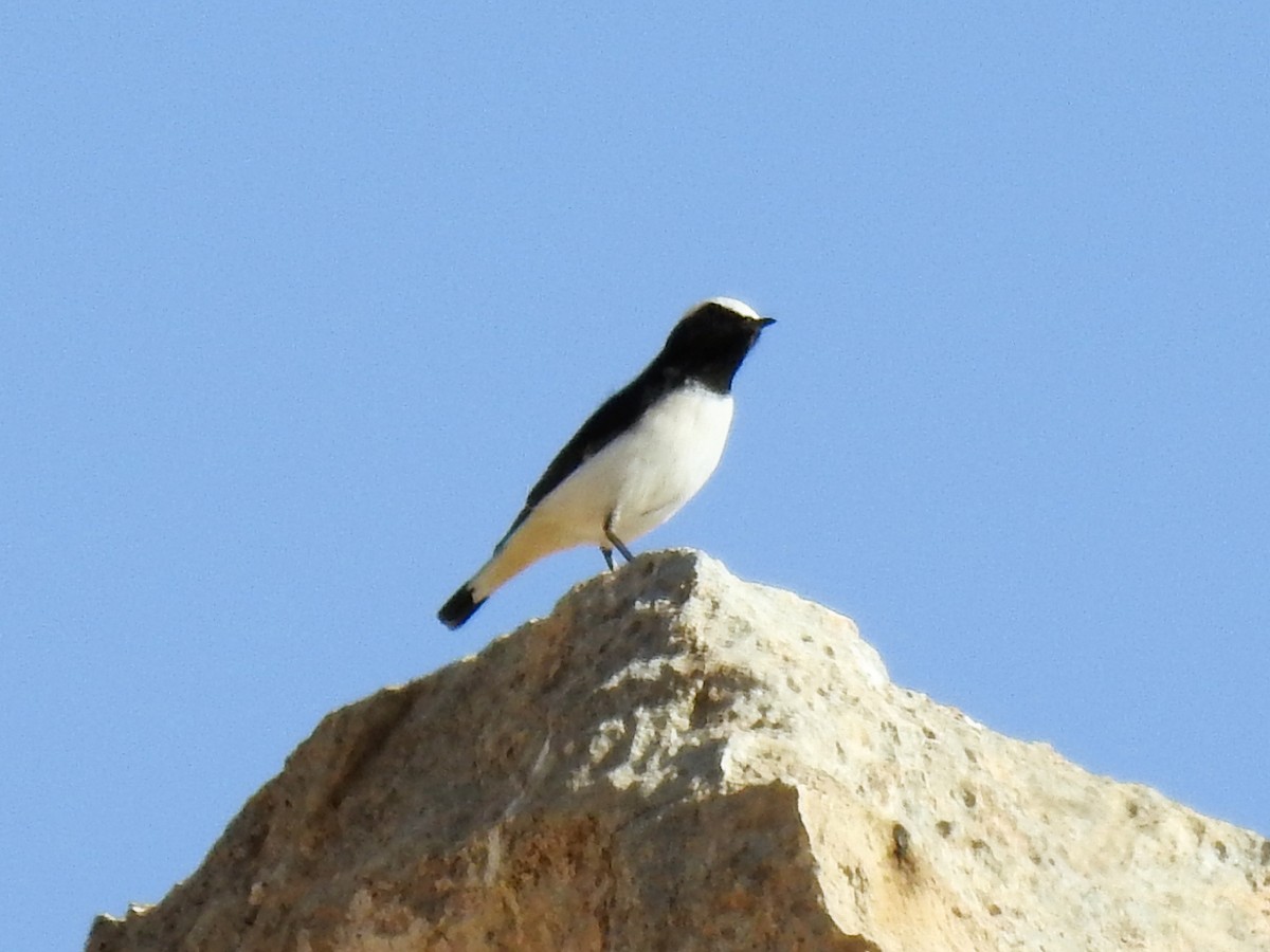 Finsch's Wheatear - ML643020580