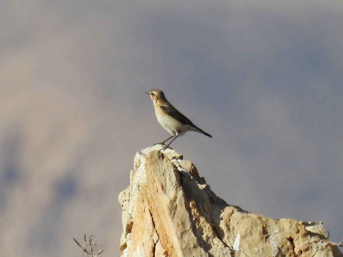 Finsch's Wheatear - ML643020581