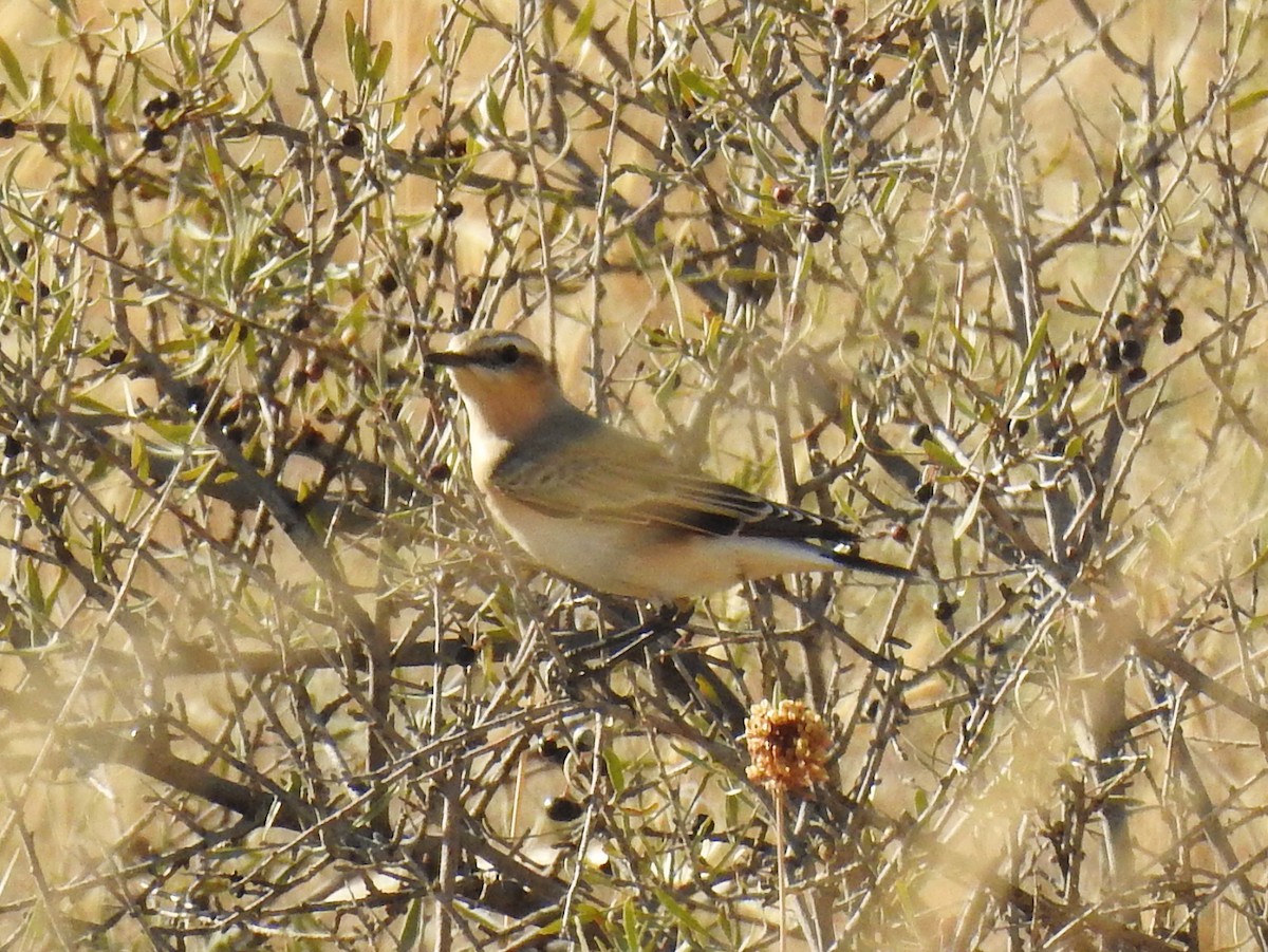 Finsch's Wheatear - ML643020582