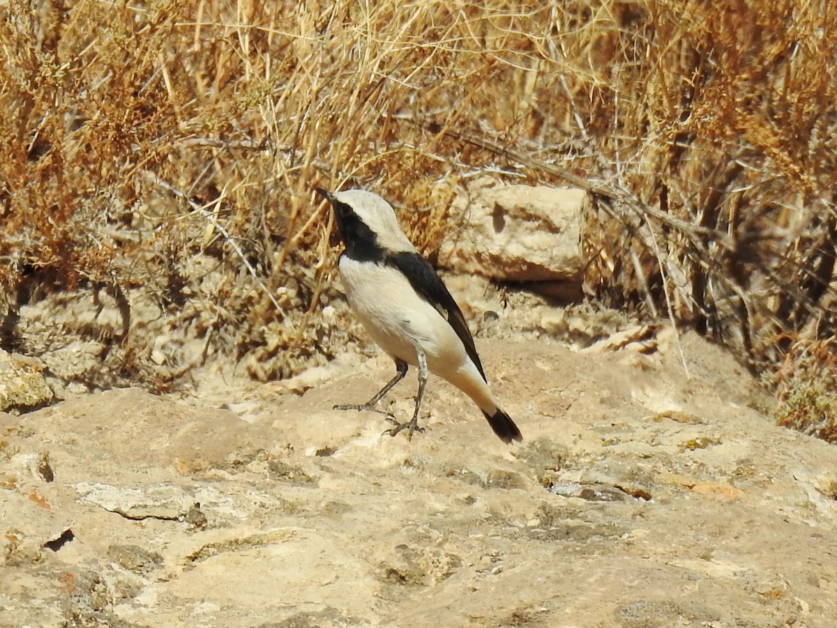 Finsch's Wheatear - ML643020583
