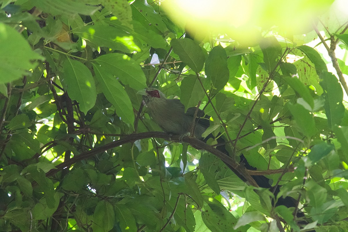 Green-billed Malkoha - ML643020585