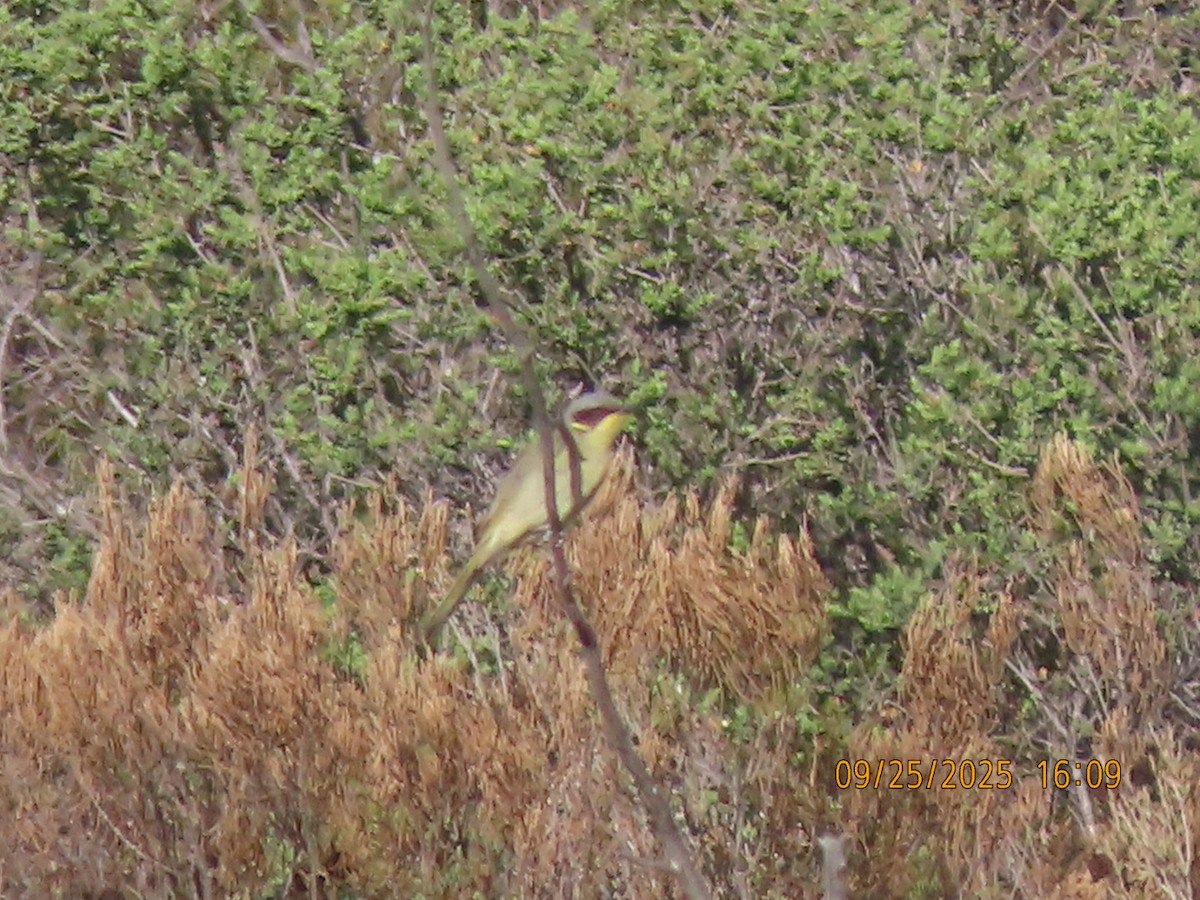 Purple-gaped Honeyeater - ML643020587