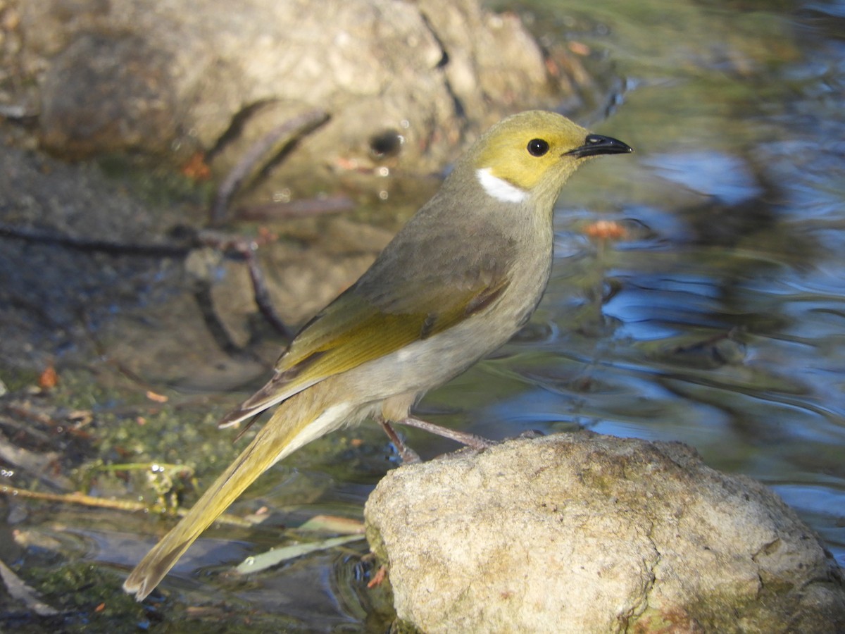 White-plumed Honeyeater - ML643020588