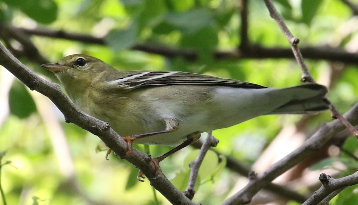 Blackpoll Warbler - ML643020589