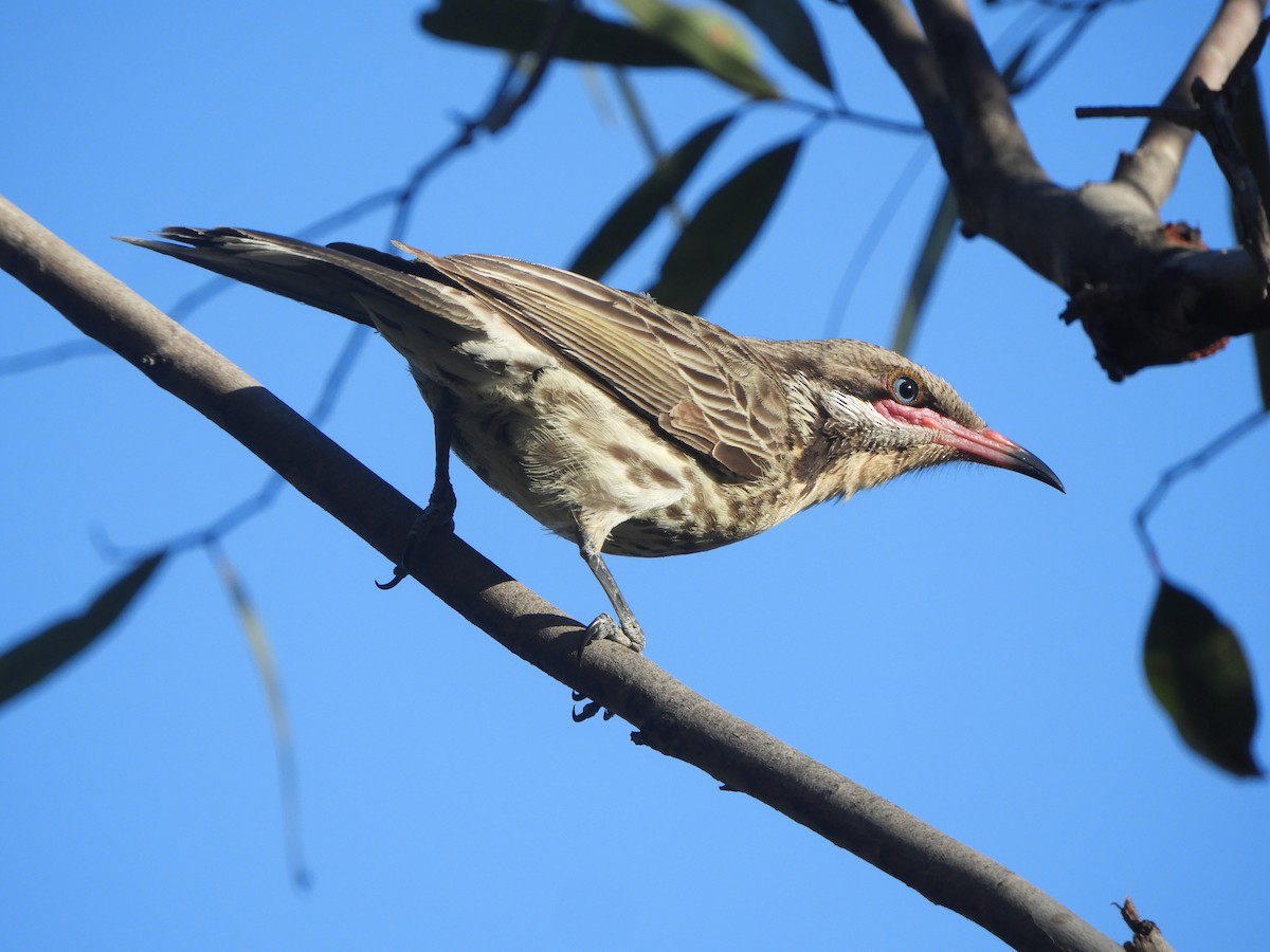 Spiny-cheeked Honeyeater - ML643020594