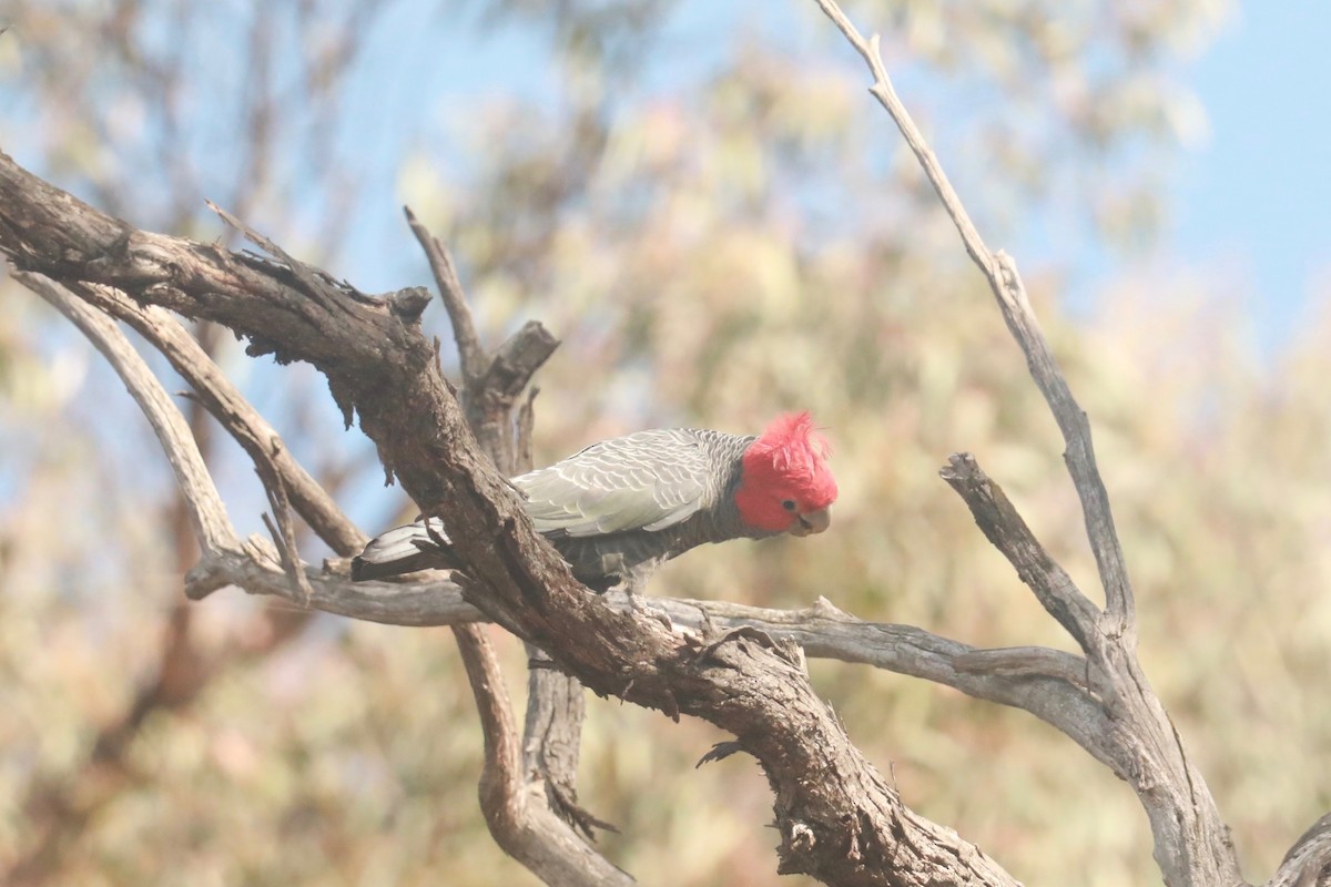 Gang-gang Cockatoo - ML643020595