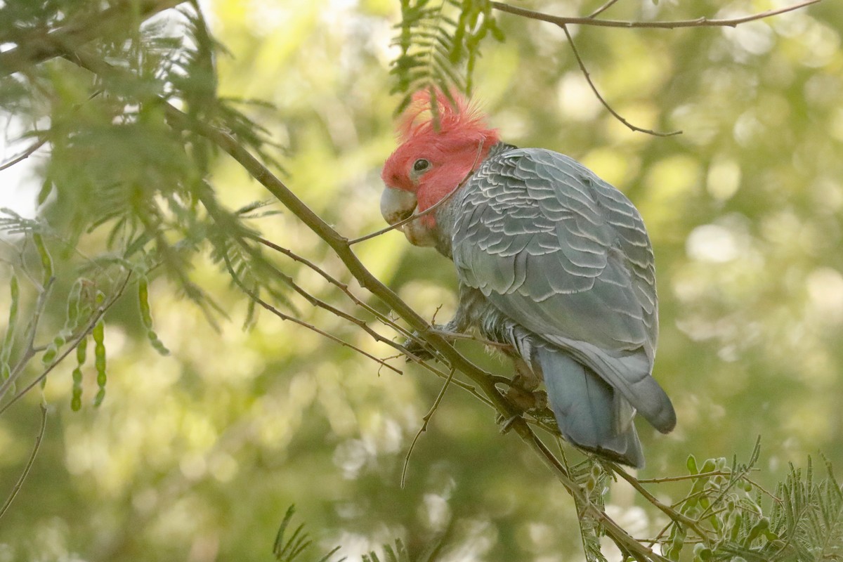 Gang-gang Cockatoo - ML643020596