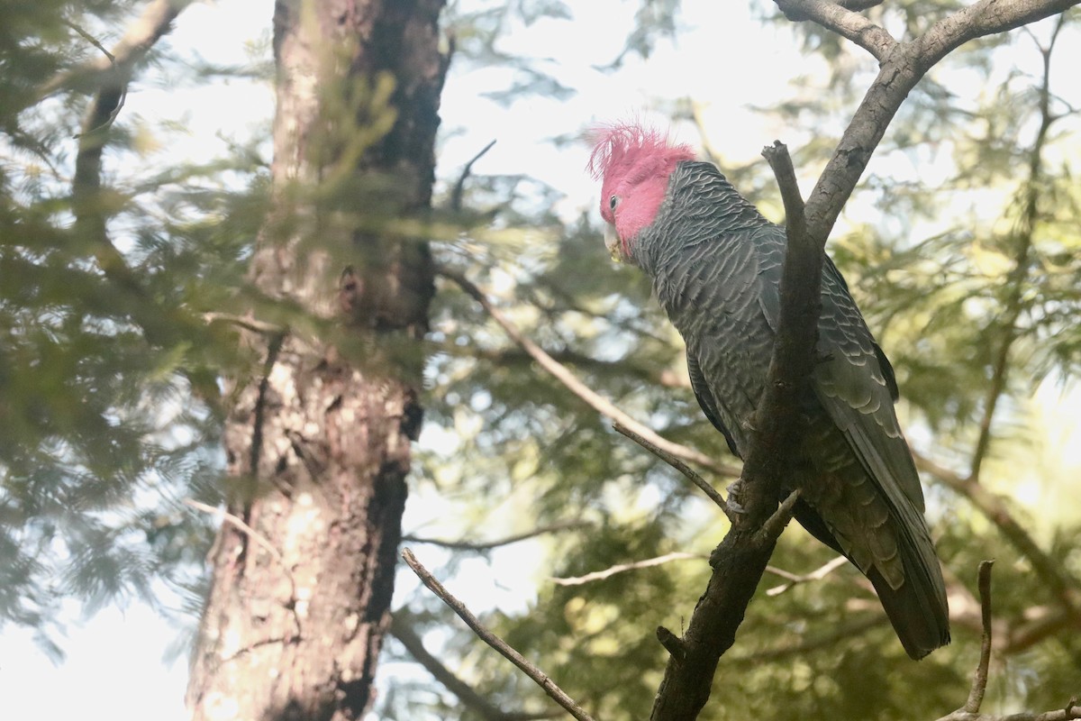 Gang-gang Cockatoo - ML643020597