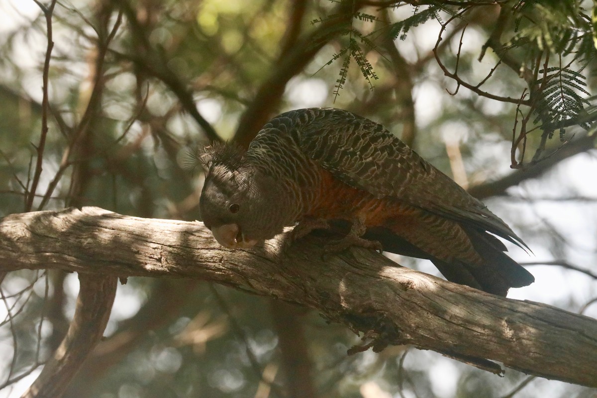 Gang-gang Cockatoo - ML643020598