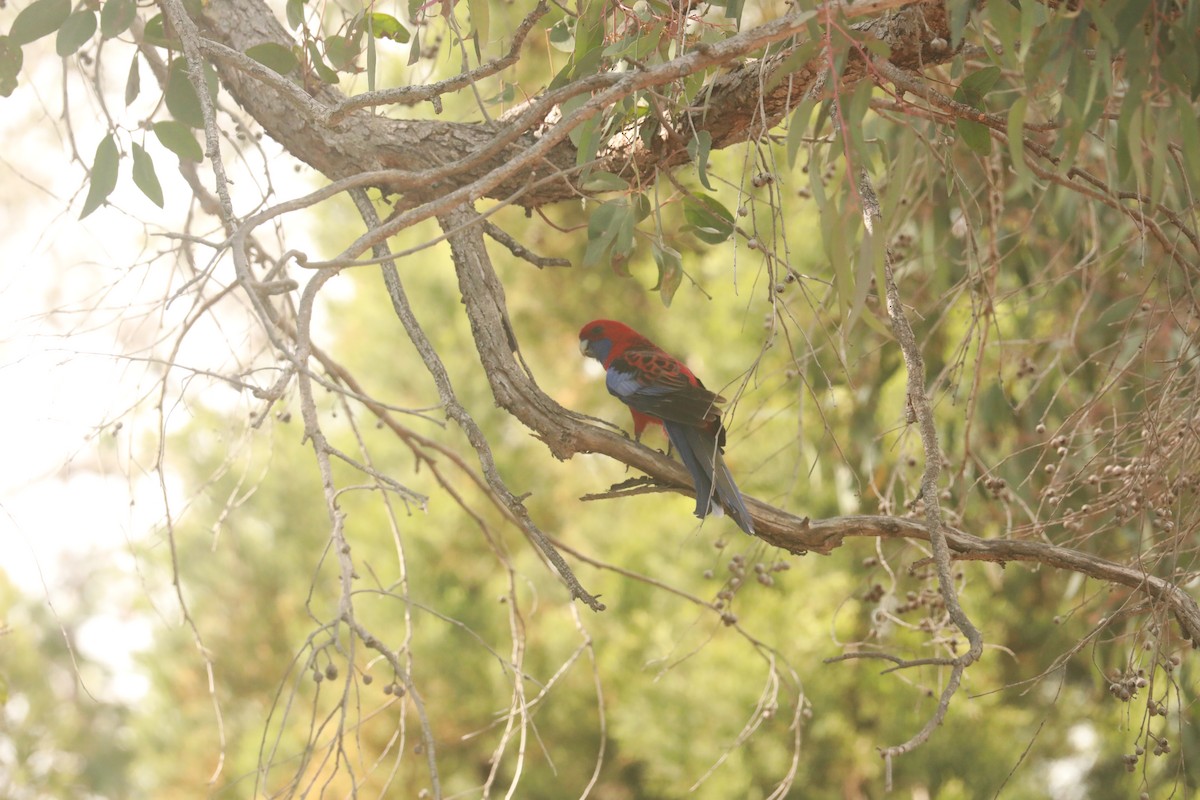 Crimson Rosella - ML643020599