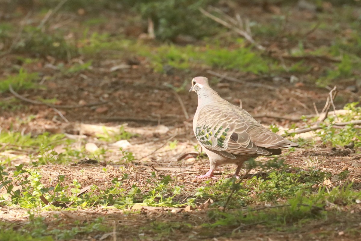 Common Bronzewing - ML643020600