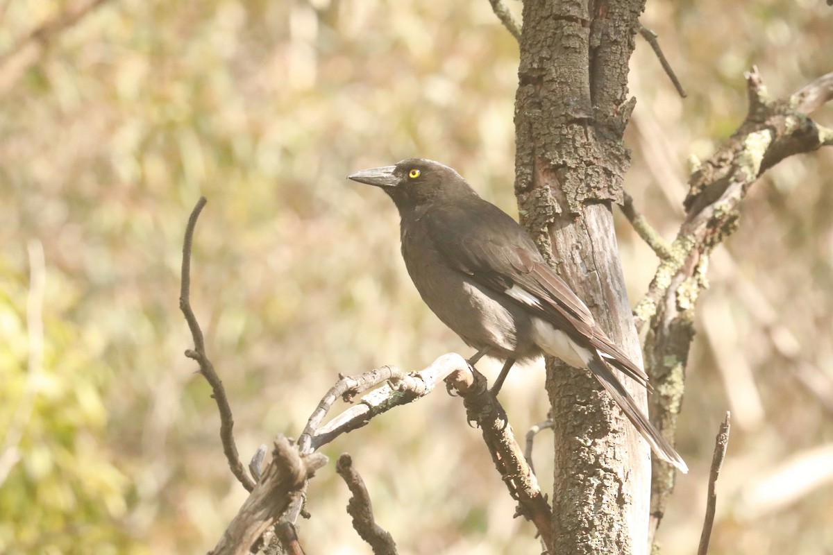 Pied Currawong - ML643020601