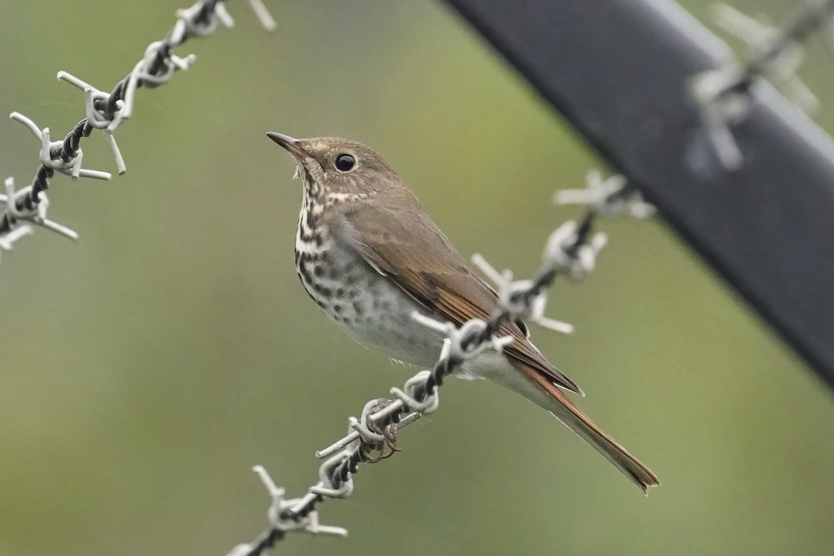 Hermit Thrush - ML643020603