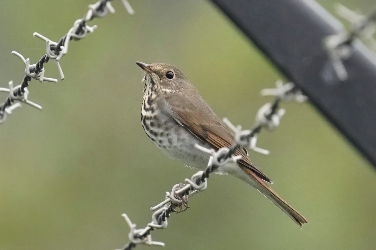 Hermit Thrush - ML643020604