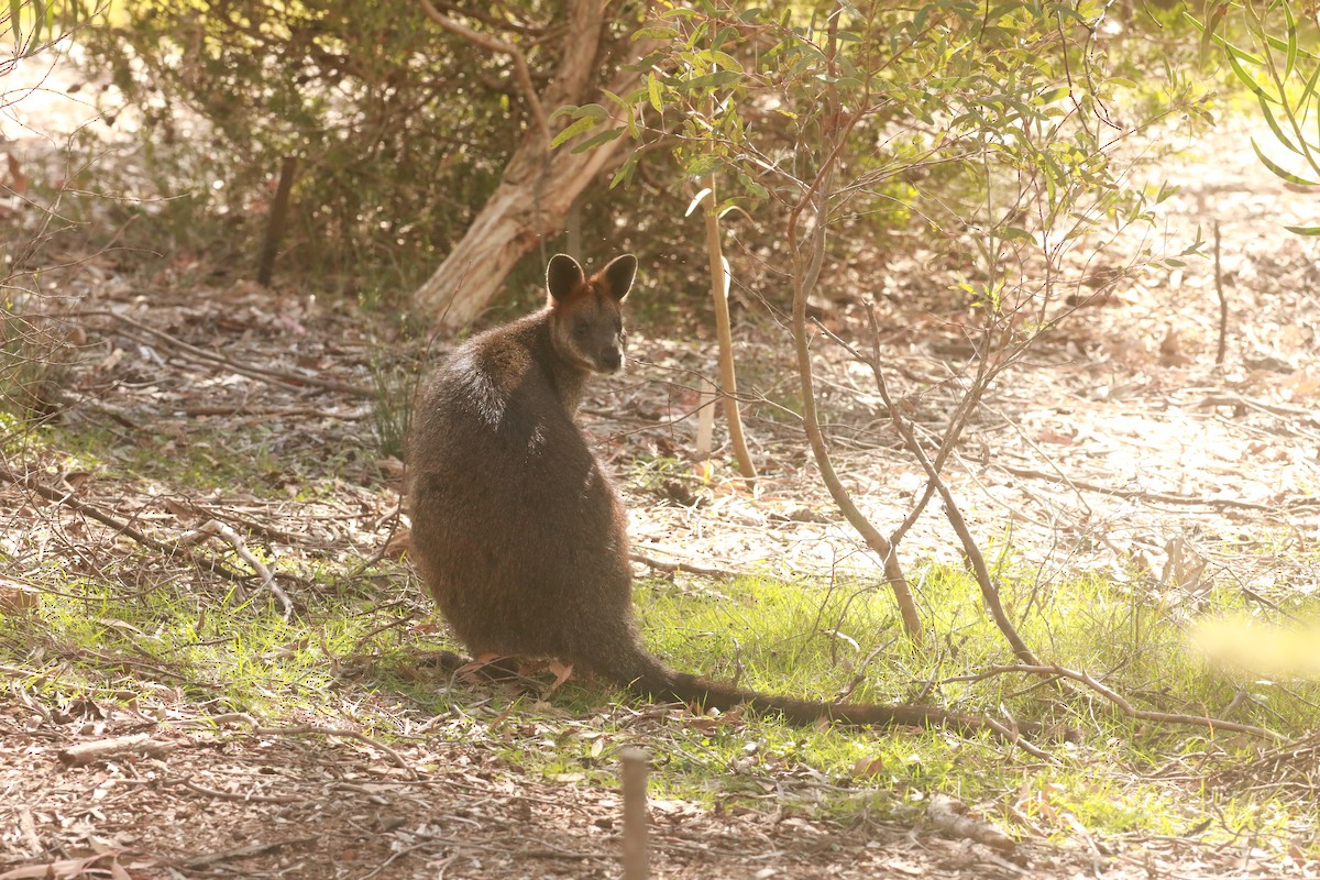 Swamp Wallaby - ML643020605
