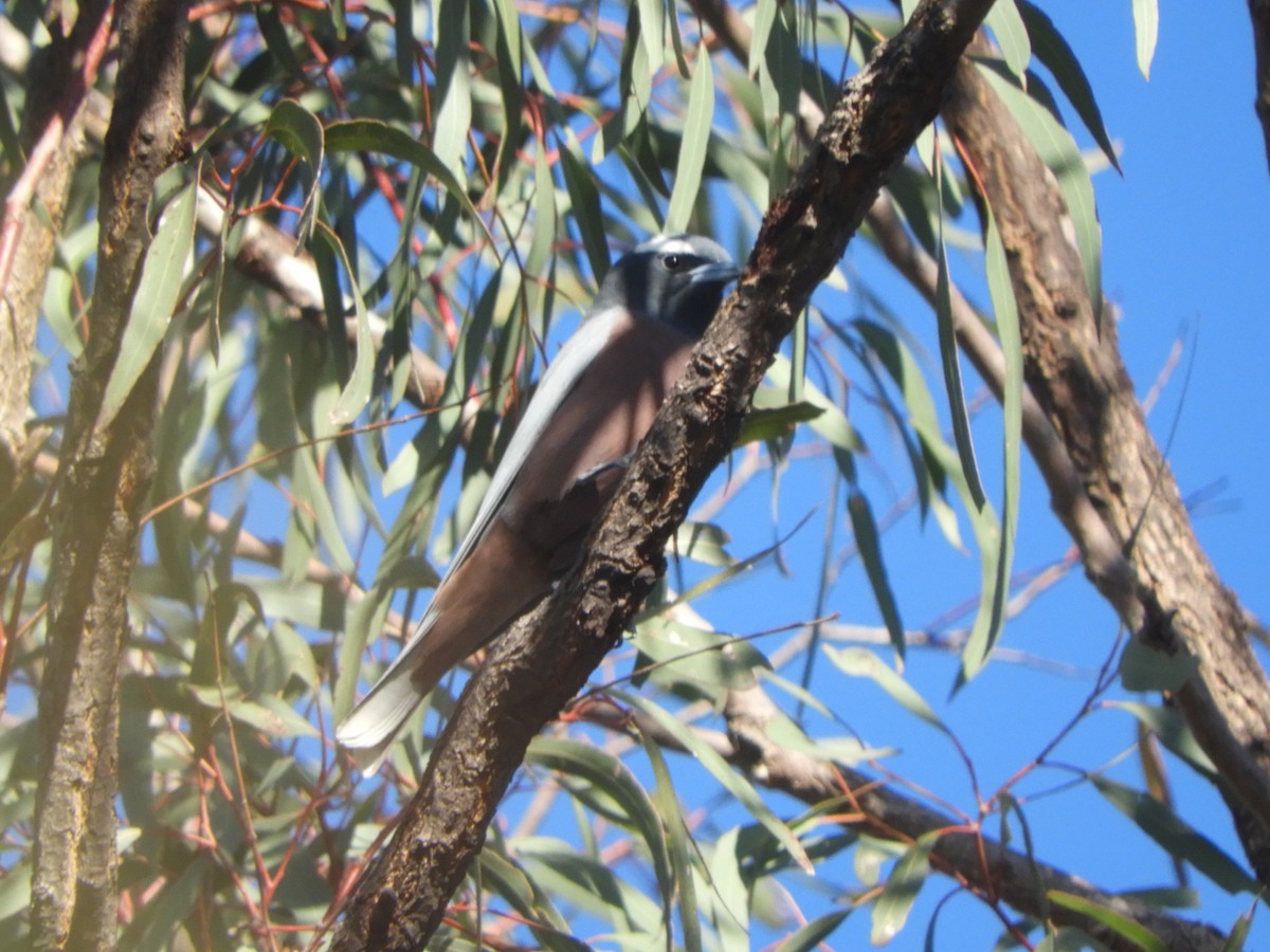 White-browed Woodswallow - ML643020606