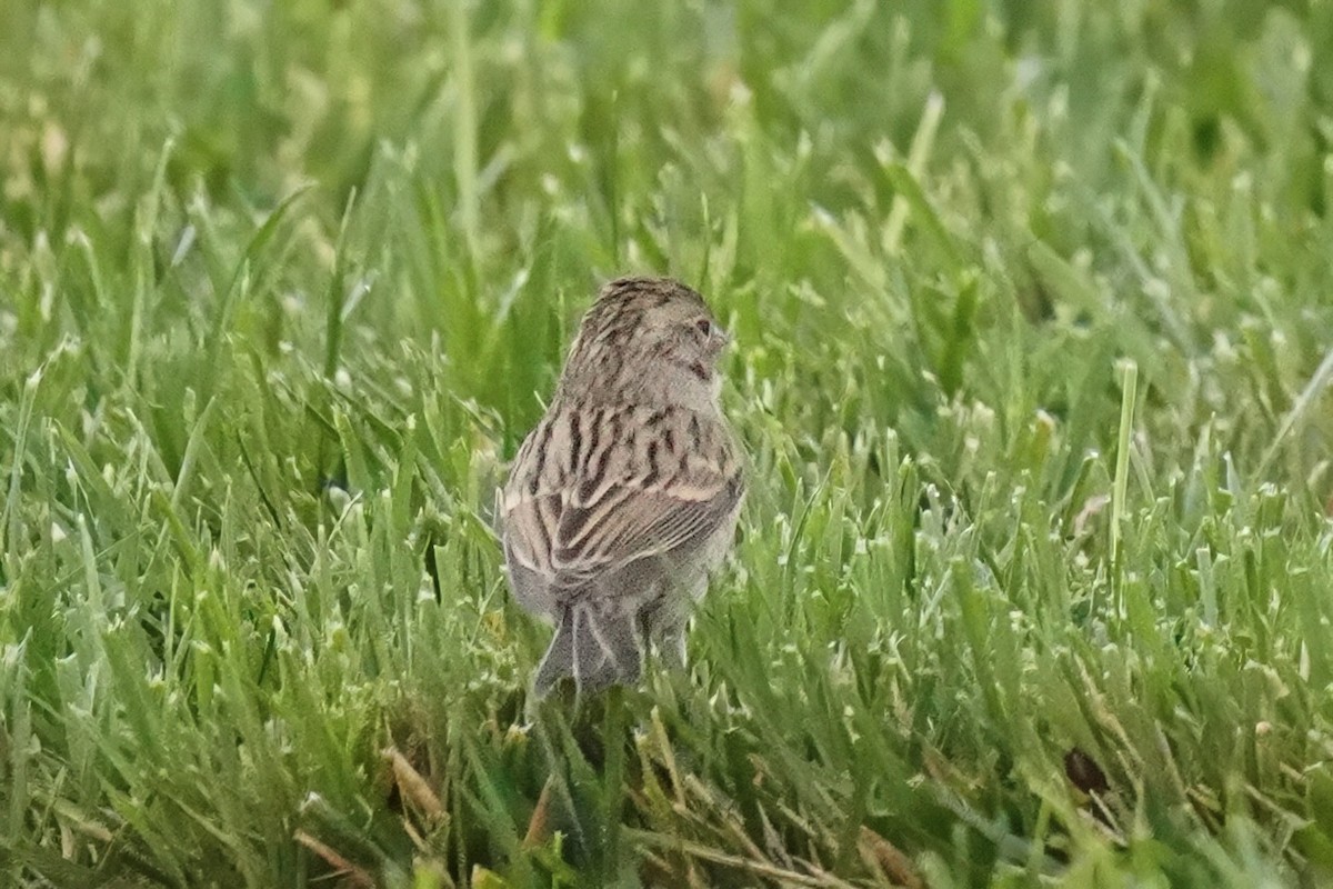 Brewer's Sparrow - ML643020607