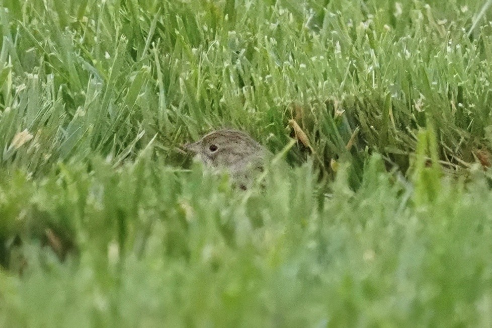 Brewer's Sparrow - ML643020608