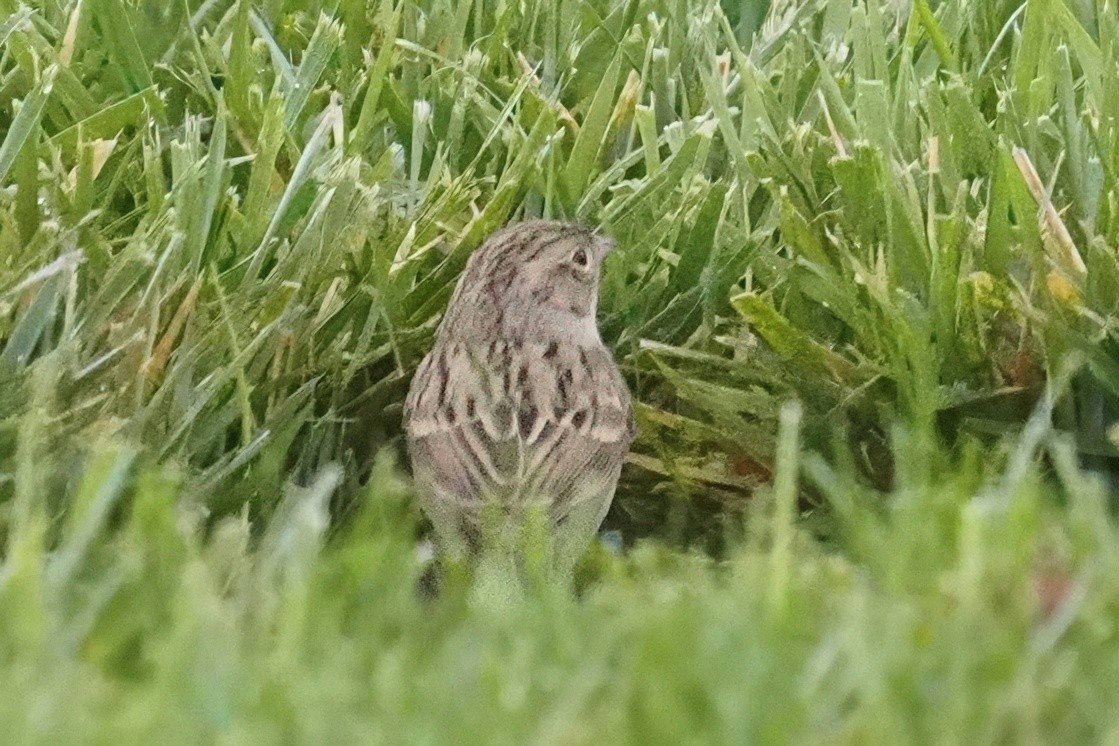 Brewer's Sparrow - ML643020609