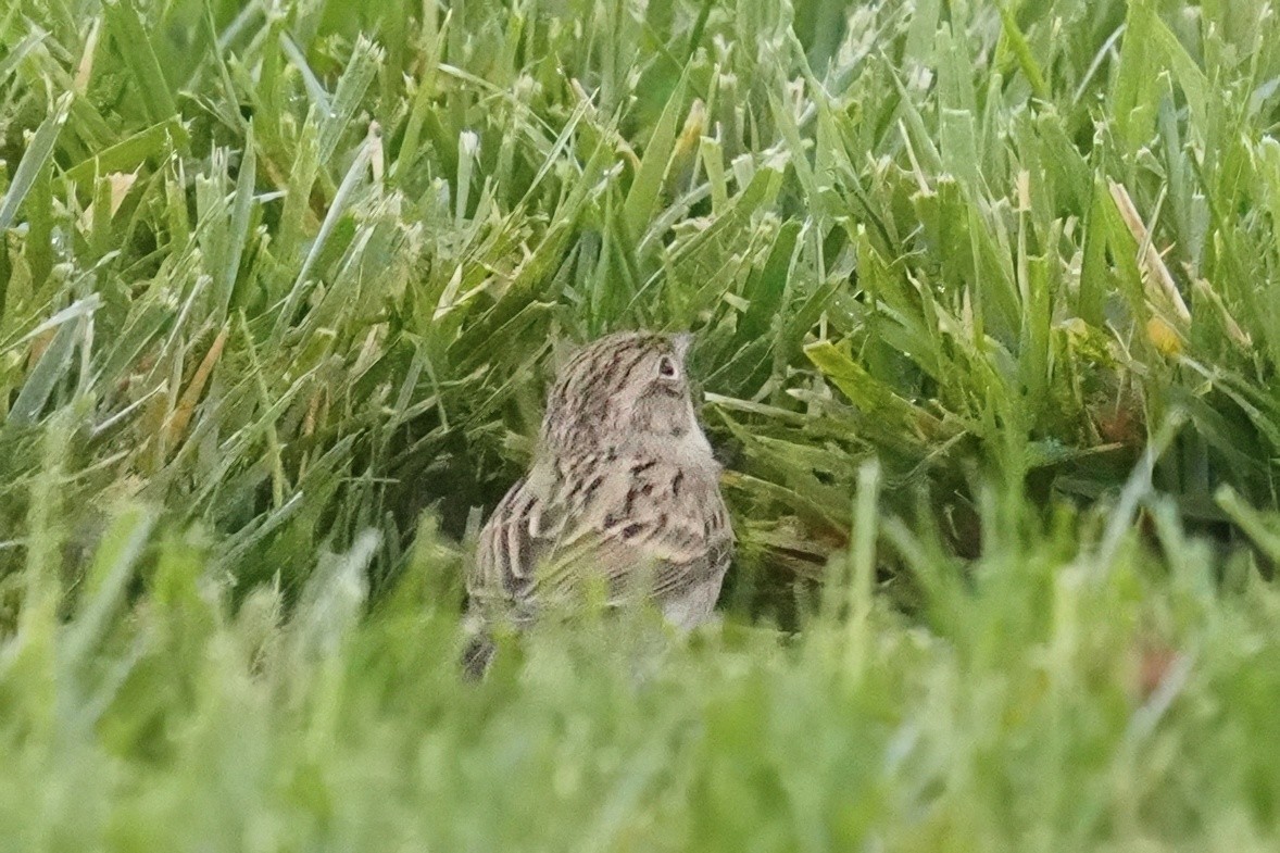Brewer's Sparrow - ML643020610