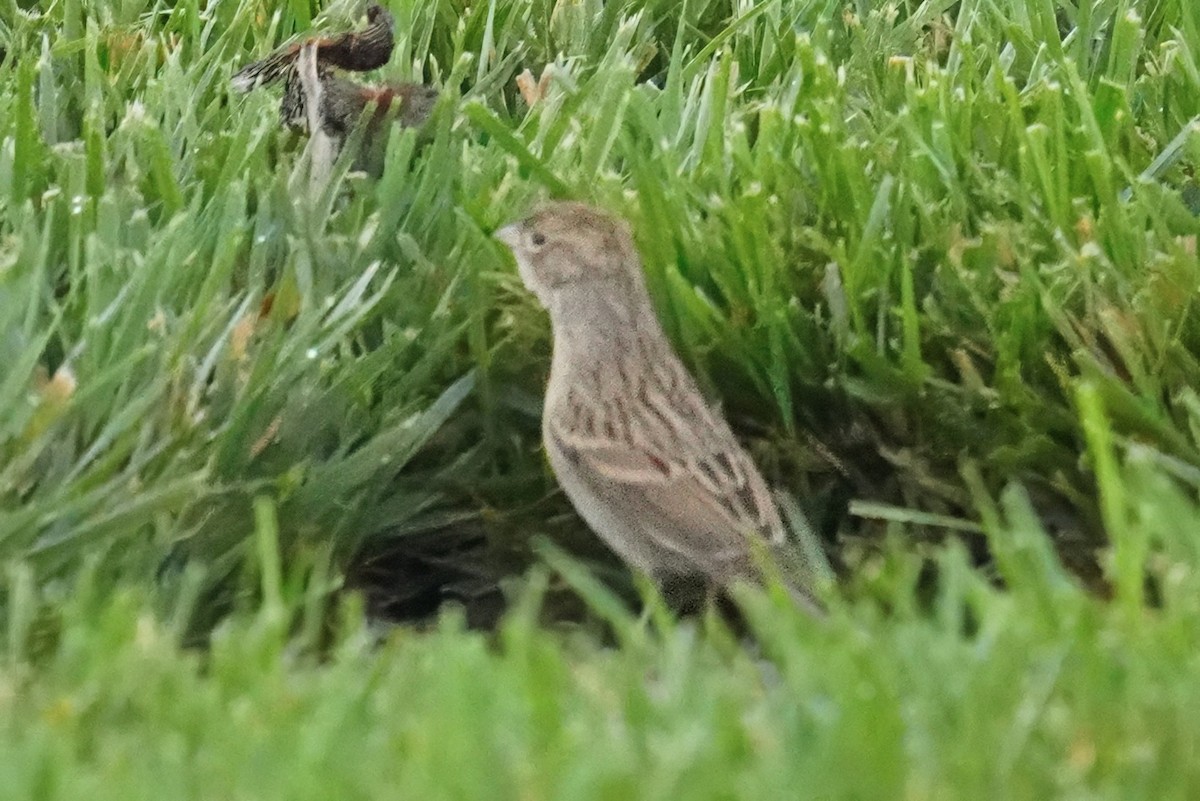 Brewer's Sparrow - ML643020611