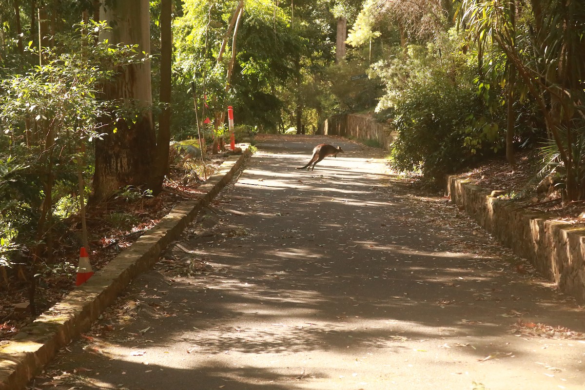 Swamp Wallaby - ML643020612