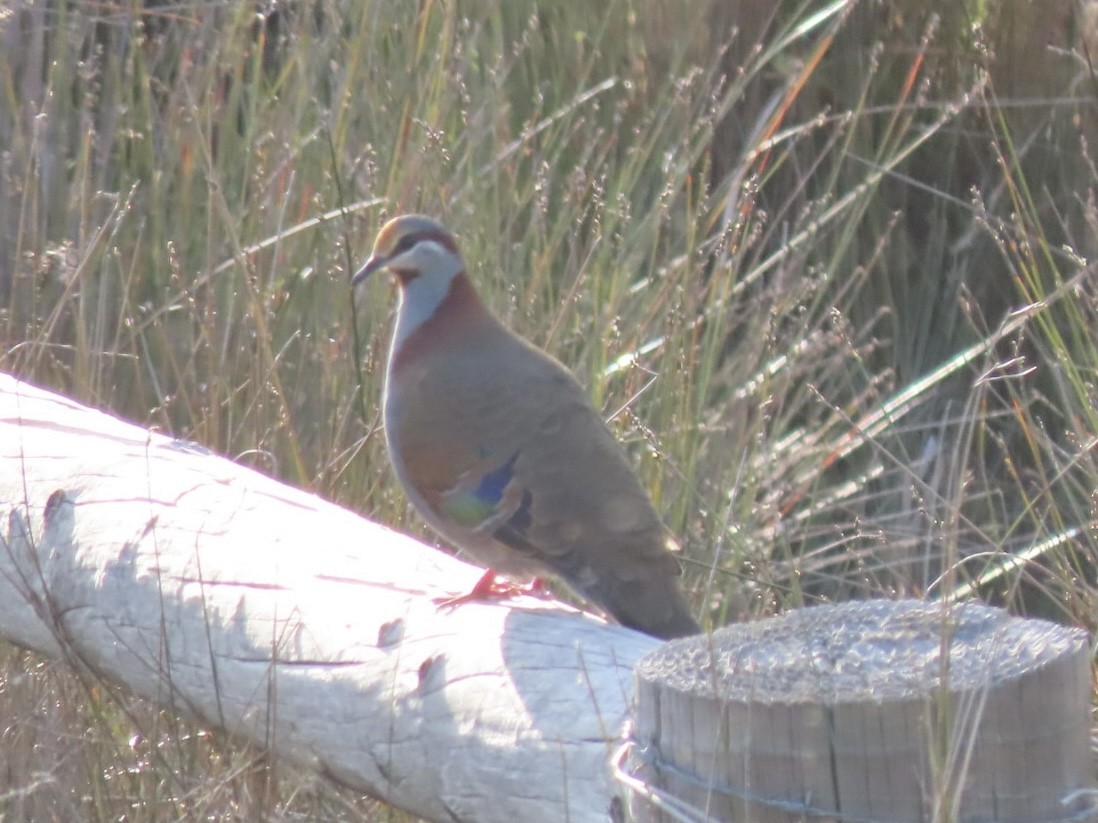 Brush Bronzewing - ML643020617