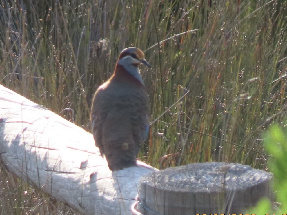 Brush Bronzewing - ML643020618