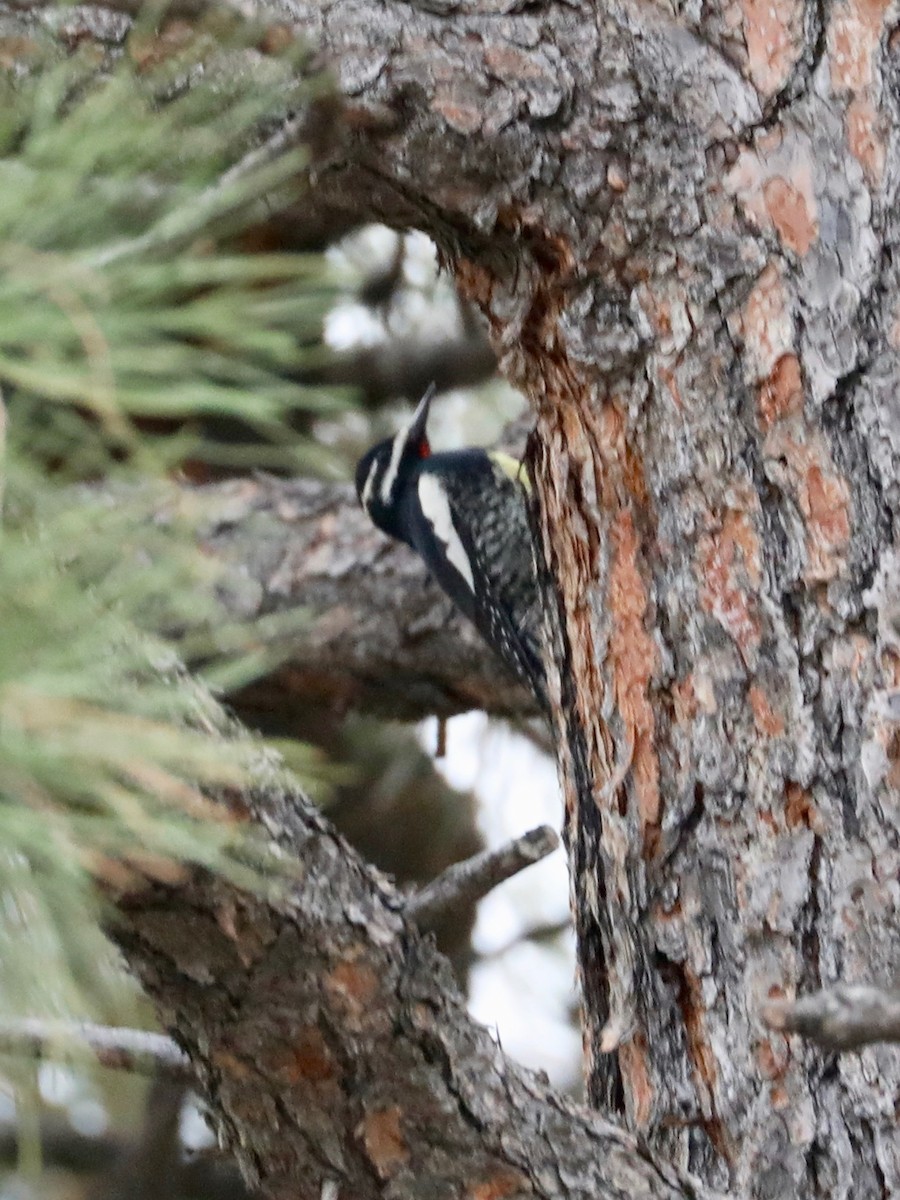 Williamson's Sapsucker - ML643020627
