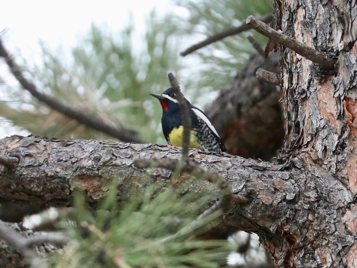 Williamson's Sapsucker - ML643020628