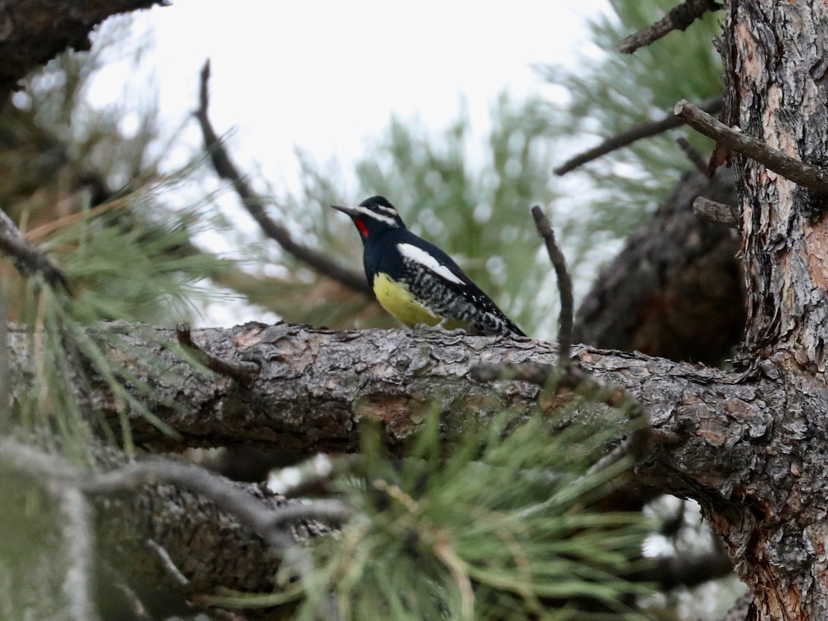 Williamson's Sapsucker - ML643020631