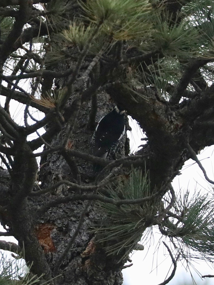 Williamson's Sapsucker - ML643020632