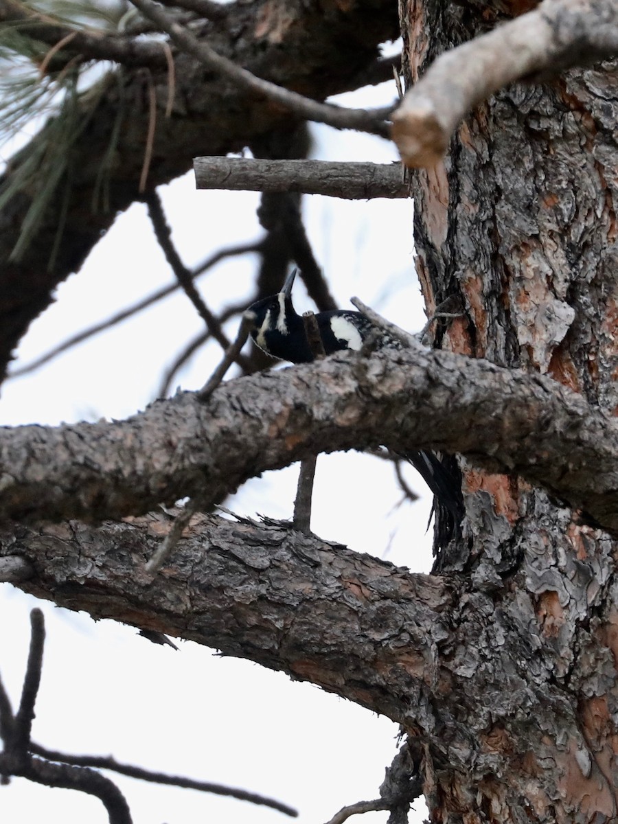 Williamson's Sapsucker - ML643020633