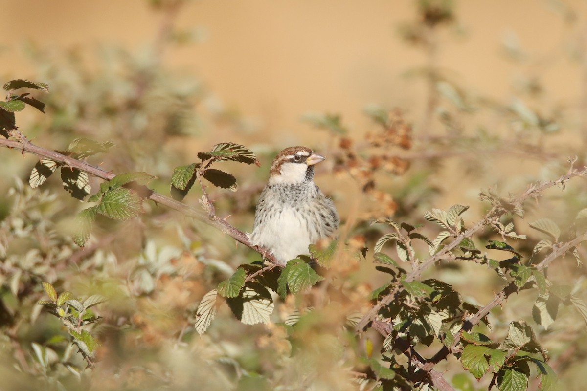 Spanish Sparrow - ML643020634