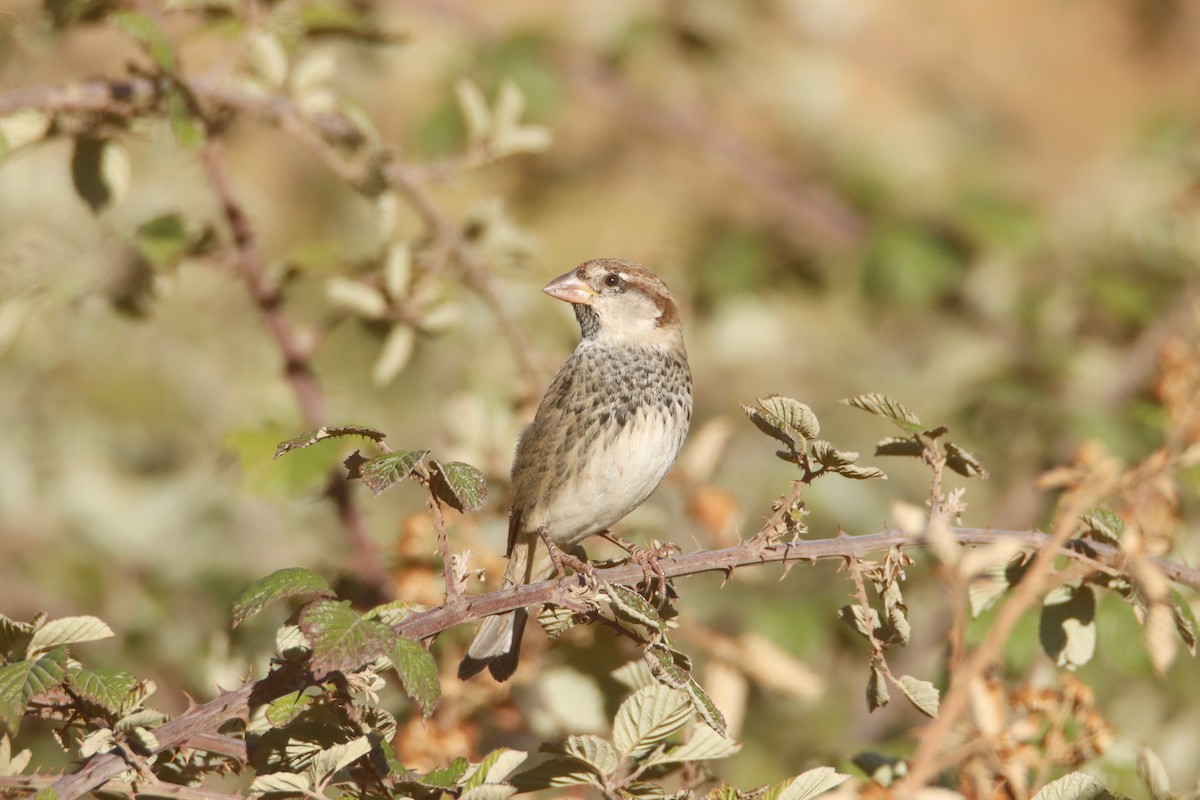 Spanish Sparrow - ML643020635
