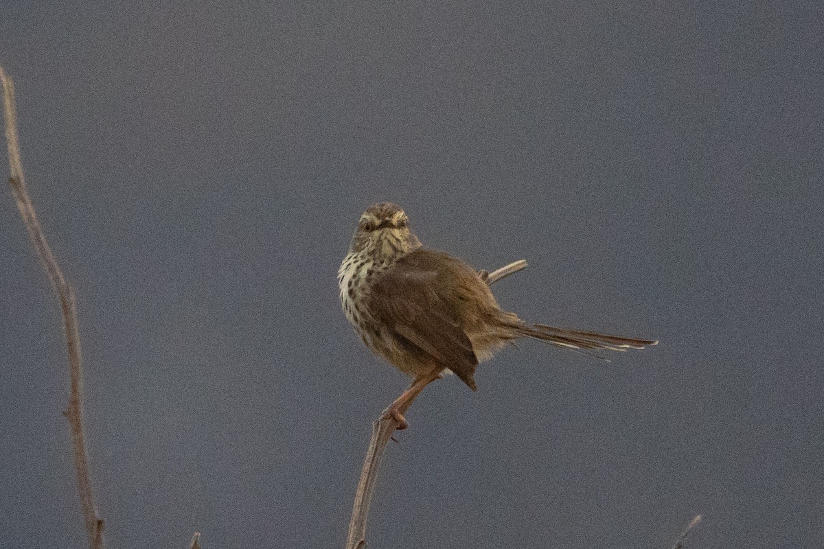 Prinia del Karoo - ML643020640