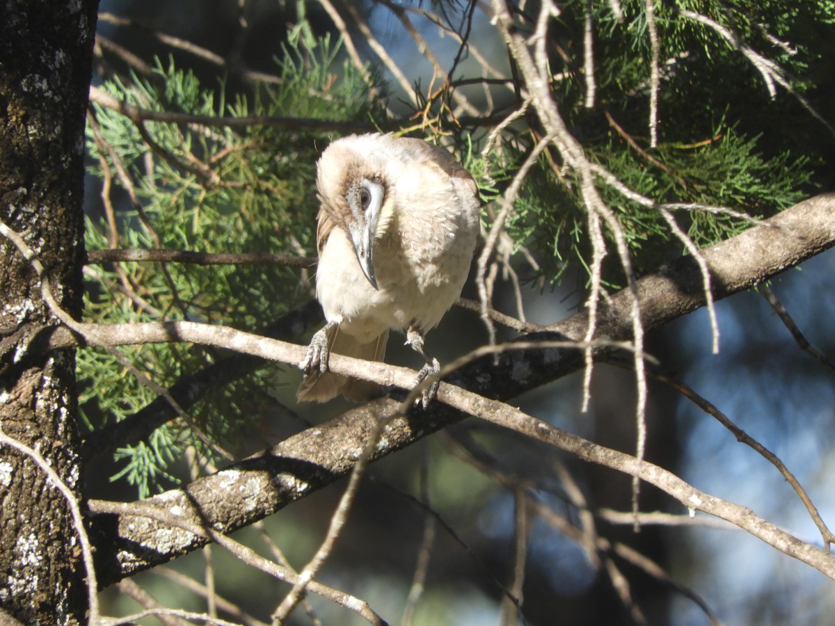Little Friarbird - ML643020647