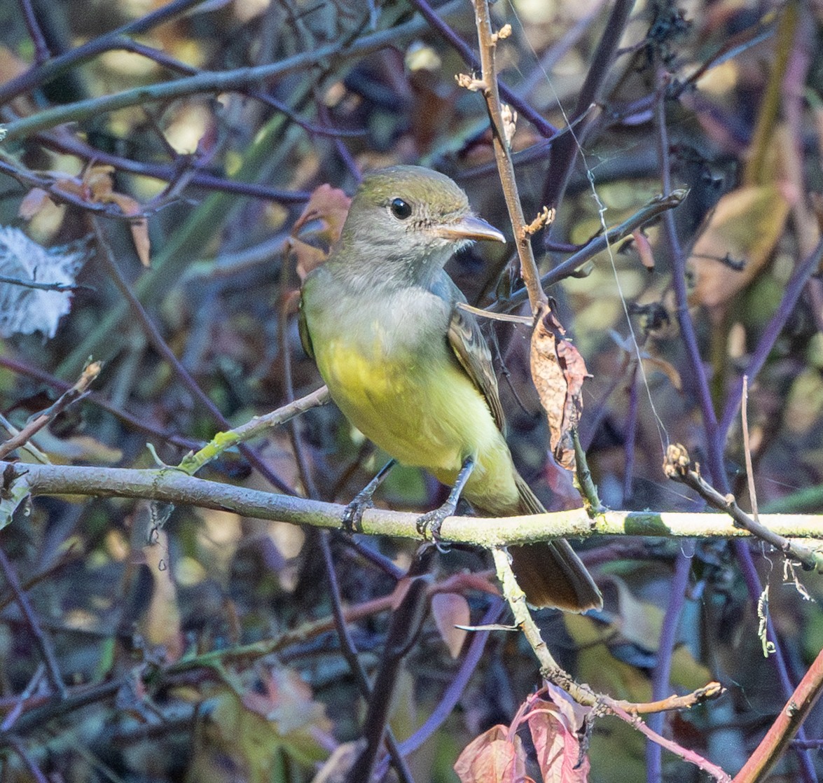 Great Crested Flycatcher - ML643020650